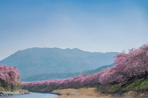 青空と河津桜並木 河津桜,伊豆稲取,桜の写真素材