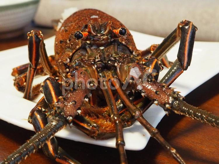 伊勢海老の顔 何人もありません,無脊椎動物,ロブスターの写真素材