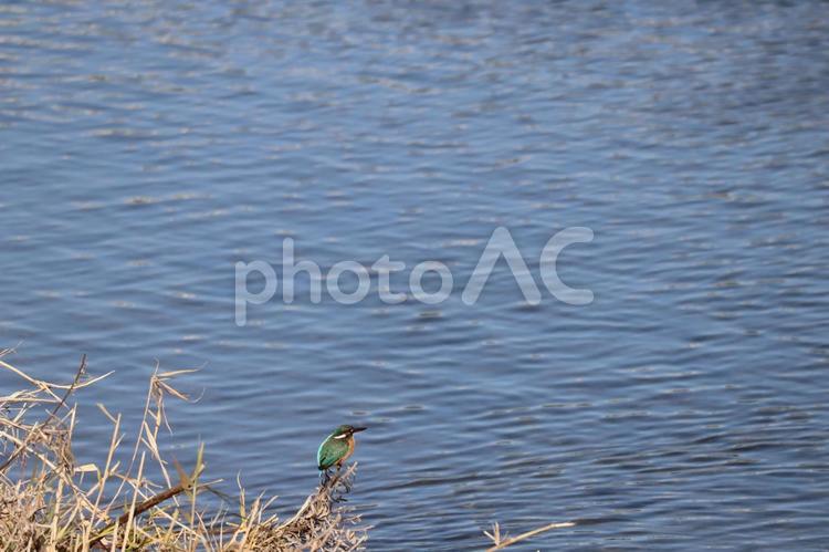 青い水面の川辺の枯草に1羽のカワセミ 青い,水面,川辺の写真素材