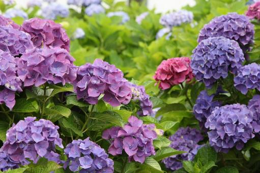 紫陽花 紫陽花の写真