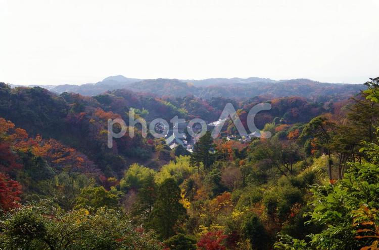 建長寺の紅葉　全景　（神奈川県鎌倉市） 建長寺,鎌倉,自然の写真素材