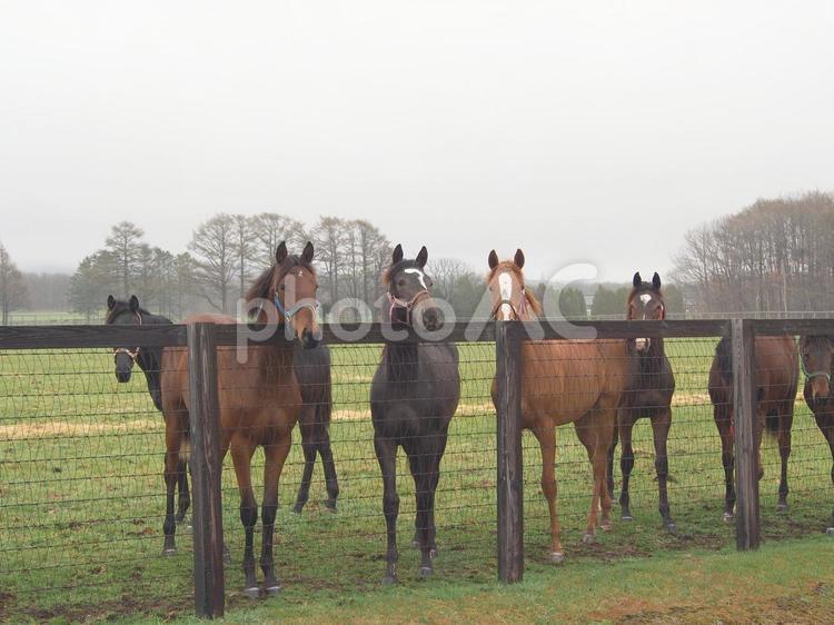 近寄ってくる馬たち ウマ,牧場,霧雨の写真素材
