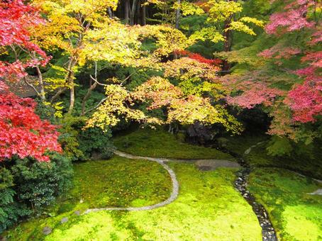 紅葉 紅葉の写真