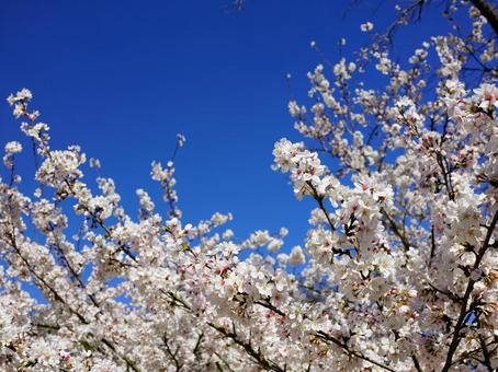 桜と青空 桜と青空の写真