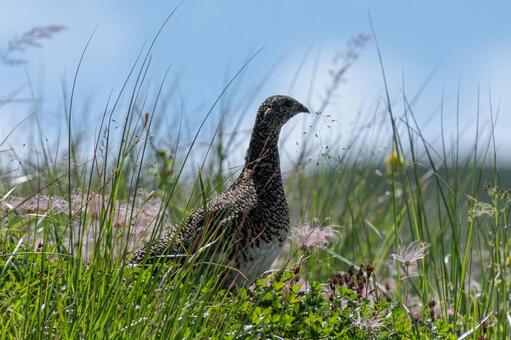 雷鳥 雷鳥,ライチョウ,夏の写真素材