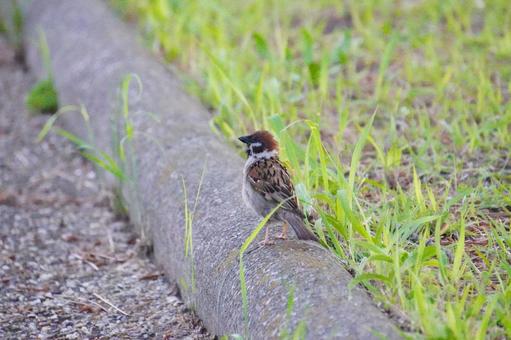 すずめ すずめの写真