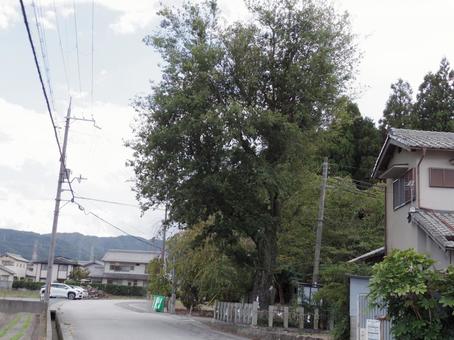 旗立て柳 旗立て柳 京都,亀岡,篠の写真素材