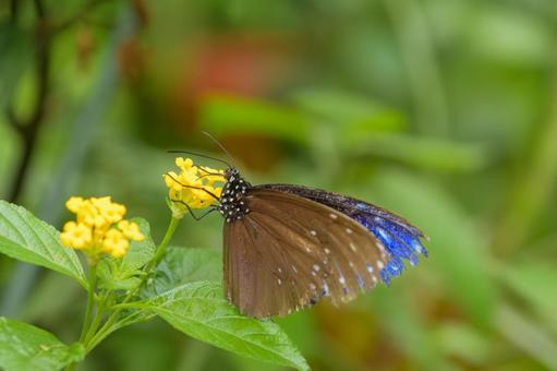ランタナの花にとまるツマムラサキマダラ ランタナの花にとまるツマムラサキマダラの写真