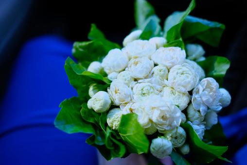 ジャスミンの花束 ジャスミン,花束,花の写真素材