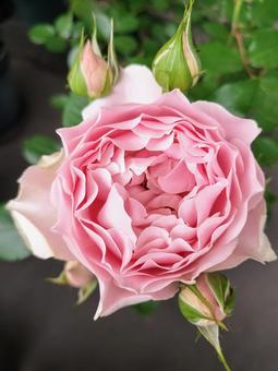 Roses on the balcony - Robe decollete, JPG Roses on the balcony - Robe decollete, JPG