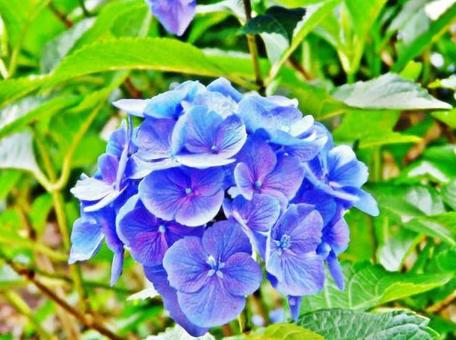 紫陽花の写真