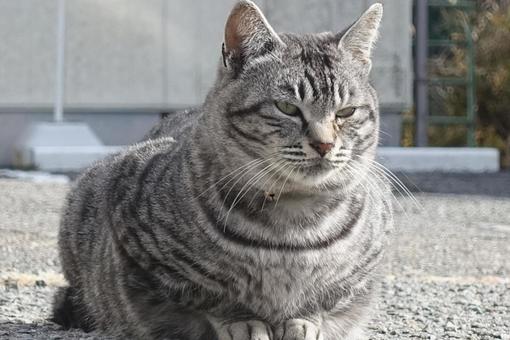 ぽっちゃり猫 ぽっちゃり猫の写真