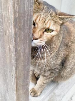 猫のすりすり 1 猫のすりすり 1 ネコ,すりすり,お願いの写真素材