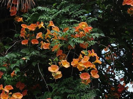 ノウゼンカツラ ノウゼンカツラ 生け垣,花,オレンジの写真素材