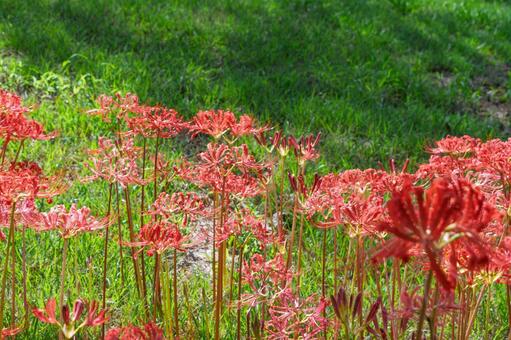陽光に輝く赤い彼岸花の群生 彼岸花,花,赤の写真素材