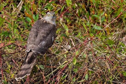 河原でこちらを見るハイタカ幼鳥 ハイタカ,灰鷹,鷂の写真素材
