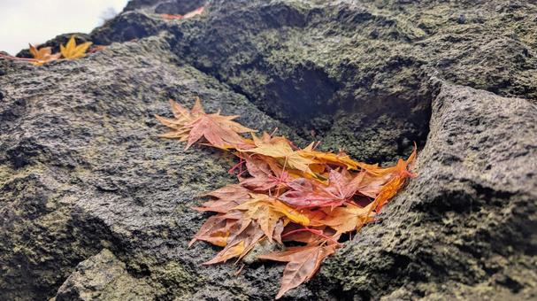 紅葉 紅葉狩り,ハイキング,遠足の写真素材