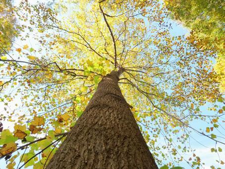 ユリノキの紅葉を見上げる ユリノキ,大木,高木の写真素材