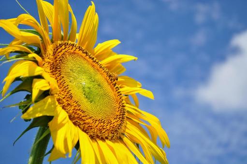 Photo, sunflower, summer, large wheel, 