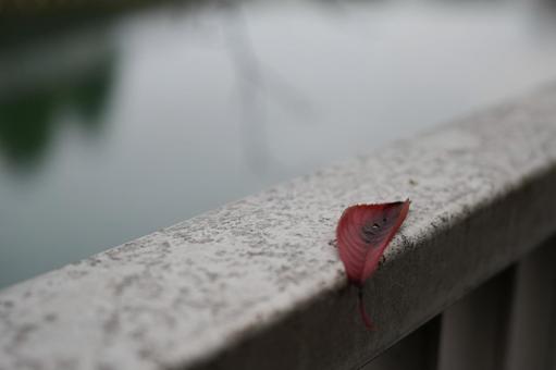 紅葉　葉 紅葉,秋,東京の写真素材