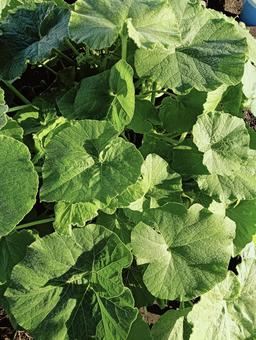 葉っぱ41 葉っぱ41の写真