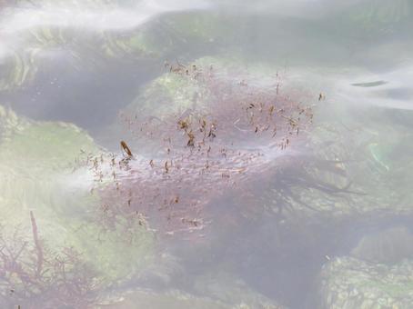 海を漂う海藻 海藻,海,水の写真素材