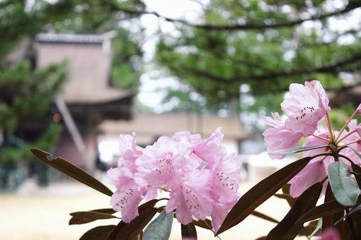 Photo, vivid, spring, poor, 