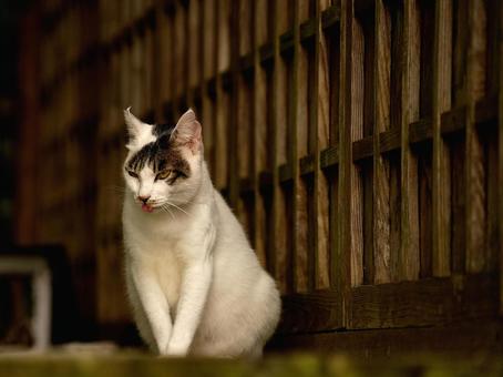 白黒の野良猫 白黒の野良猫 猫,野良猫,猫の顔の写真素材