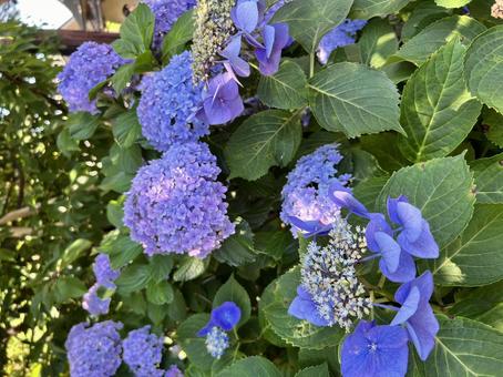 紫陽花 紫陽花,あじさい,自然の写真素材