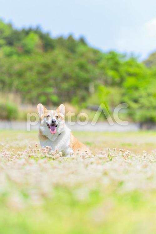 優しい光に包まれたシロツメクサとコーギー シロツメクサ,コーギー,犬の写真素材