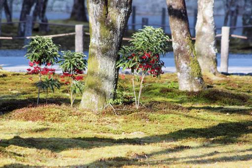 なんてん なんてん 可愛い,なんてん,赤の写真素材