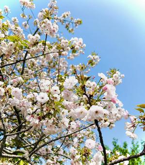 八重桜 桜,さくら,春の写真素材