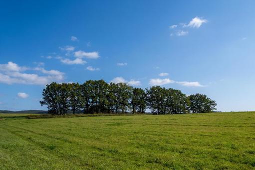 青空の下に静かに連なる緑の牧草地と林 牧草地,草原,緑の写真素材