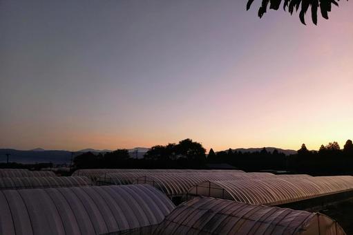 夜明け前の農村の薄紫の空 夜明け前の農村の薄紫の空 夜明け前,薄紫,ハウス栽培の写真素材