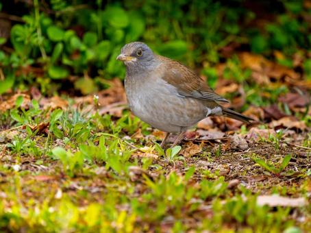 地面を歩くシロハラ 地面を歩くシロハラ シロハラ,野鳥,鳥の写真素材