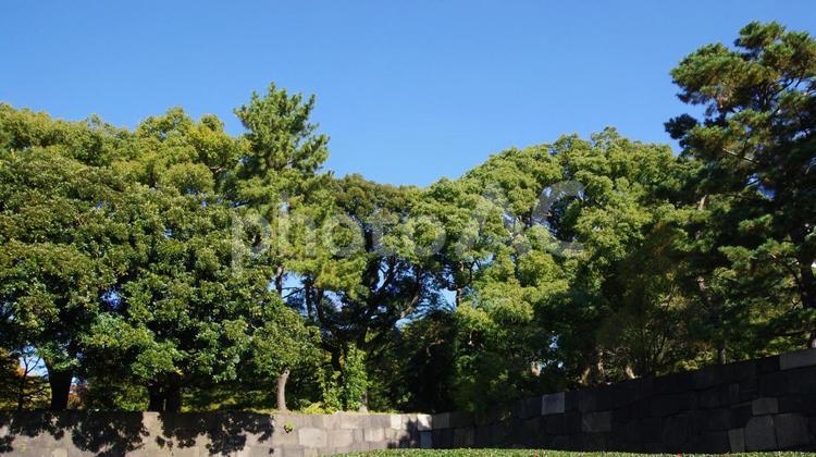 皇居東御苑の風景 皇居東御苑,秋,終秋の写真素材