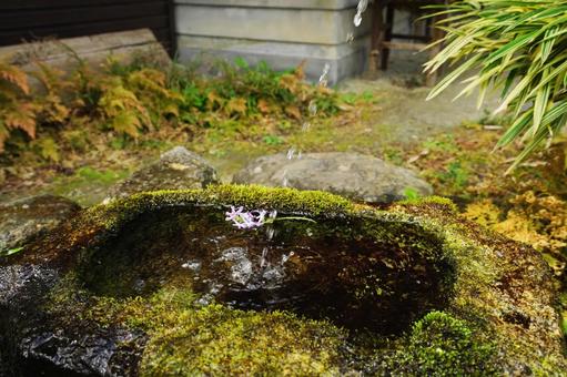 花の添えられた手水鉢 花の添えられた手水鉢の写真