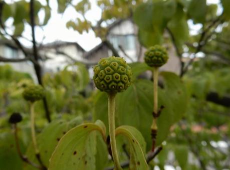 【花の写真】ヤマボウシの実 【花の写真】ヤマボウシの実 ヤマボウシ,山法師,実の写真素材
