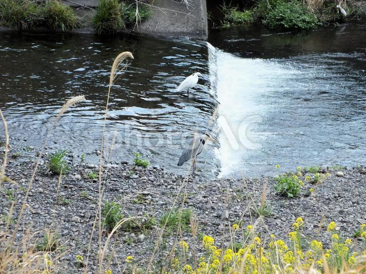 春の川にアオサギとシロサギ 春の川にアオサギとシロサギ 鷺,アオサギ,シロサギの写真素材