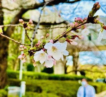 桜 桜 木,桜,さくらの写真素材