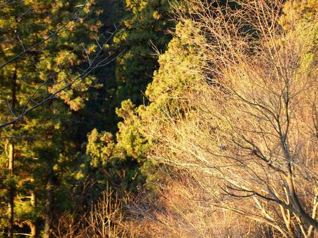 Photo, otoño, naturalmente, buen día de otoño, 