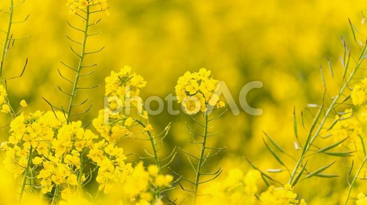 菜の花畑で咲く満開の菜の花 花,黄色,菜の花の写真素材