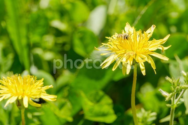 春の陽光に咲くたんぽぽとミツバチ たんぽぽ,花,花びらの写真素材