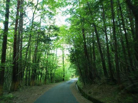 新緑の林道1 新緑の林道1の写真