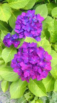 紫の紫陽花 紫の紫陽花の写真