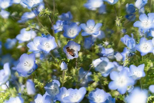 春のネモフィラと蜜を集める蜂③ 春のネモフィラと蜜を集める蜂③ ネモフィラ,青い花,花の写真素材