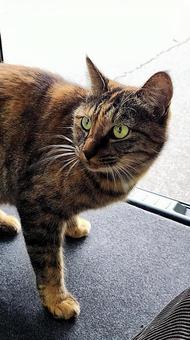 しあわせの麦わら猫（見上げる編） ネコ,猫,ねこの写真素材