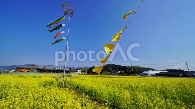 こいのぼりとなのはな 鯉のぼり,筵内,菜の花の写真素材