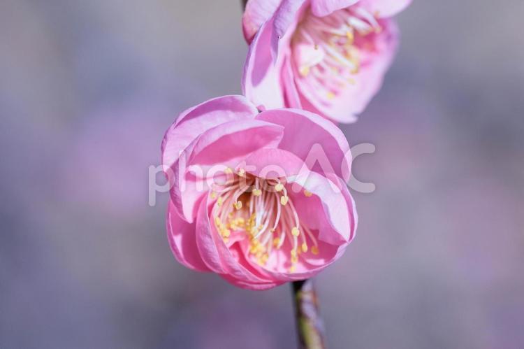 淡いピンク色が可愛い早春の梅の花 桃の花,ももの花,モモの花の写真素材