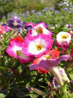 5月下旬、公園の花壇に咲くサフィニア 5月下旬、公園の花壇に咲くサフィニア サフィニア,花,植物の写真素材